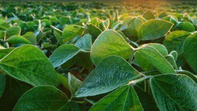 Soybeans in the field