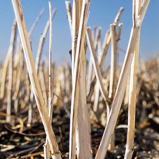 Stubble close-up