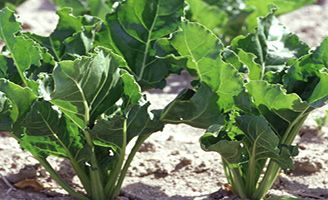 Beet crop