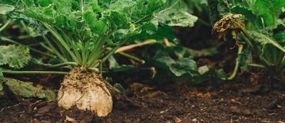 IMG_Sugar_beet_root_crop_organically_grown_Global