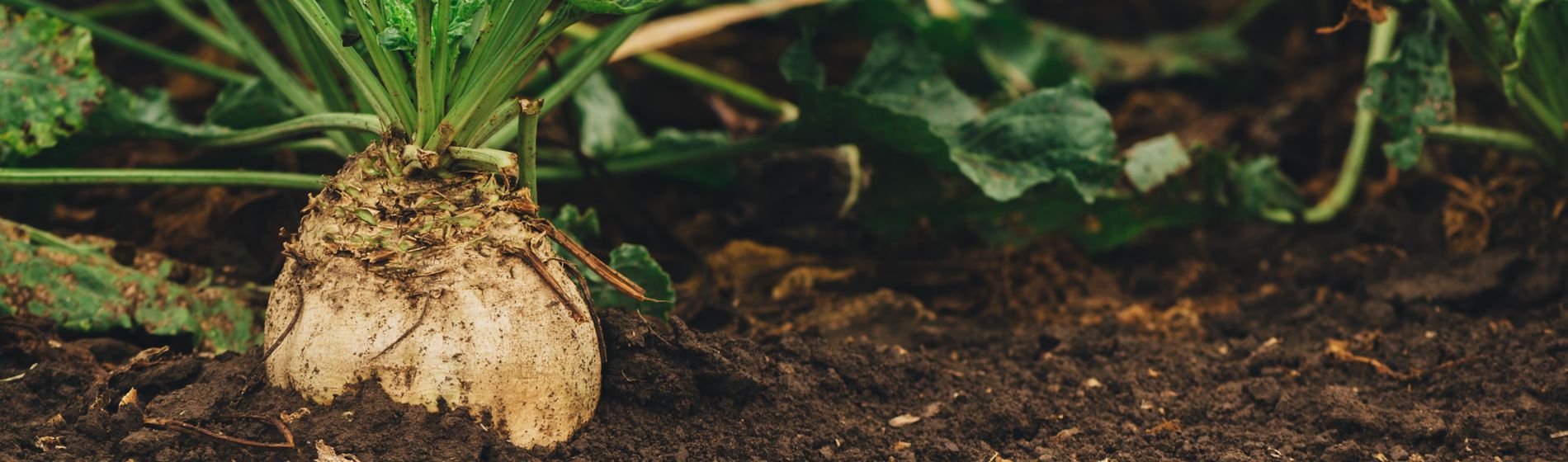 IMG_Sugar_beet_root_crop_organically_grown_Global