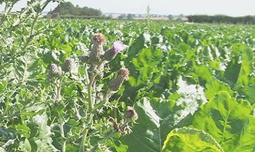 IMG_Thistles_SugarBeet_UK_EN_V7.jpg