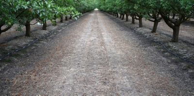 Tree Nut Crop Protection - Herbicides