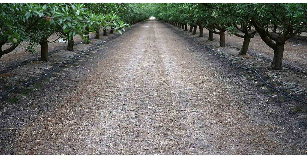 Tree Nut Crop Protection - Herbicides