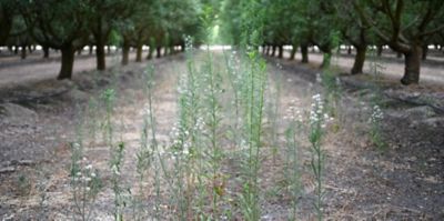 Tree Nut Crop Protection - Untreated Herbicides