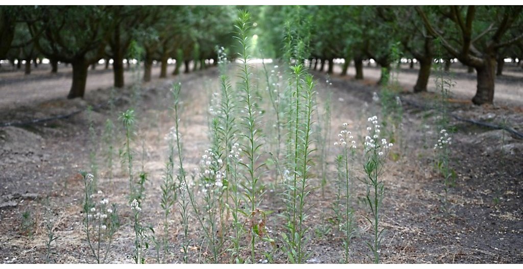 Tree Nut Crop Protection - Untreated Herbicides