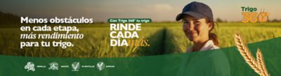 Na foto, há uma mulher sorridente com boné e camisa clara, em um campo de trigo sob um céu. À esquerda, texto em espanhol sobre rendimento e Trigo 360°. No canto superior direito, o logotipo Trigo 360°. Na parte inferior, ícones das fases da cultura: Semente, Raízes, Plântulas e Espigas.