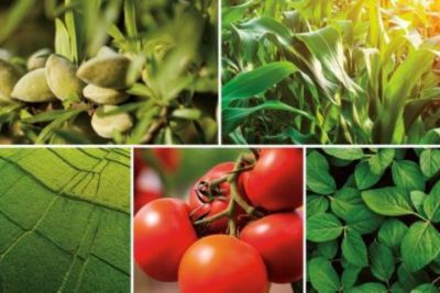 IMG_Varpelgo_multicrop_GL