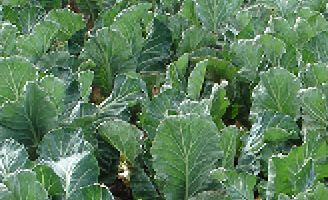 brassica veg crop