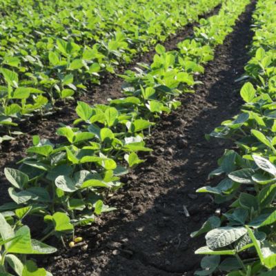 Soybeans
