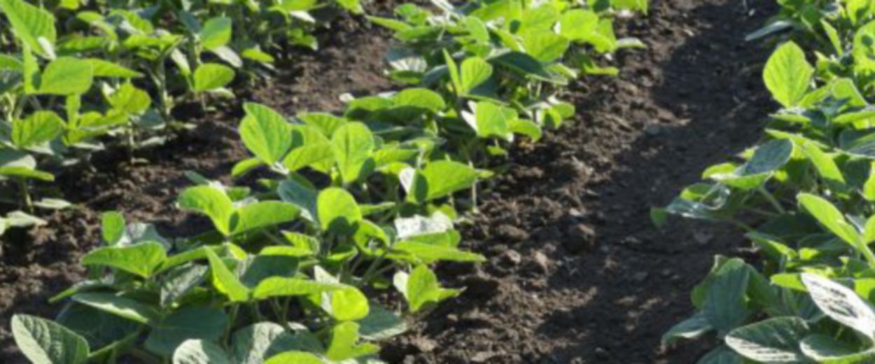 soybean field