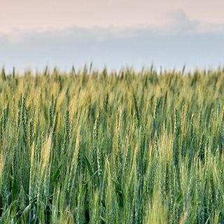 Wheat field and sky