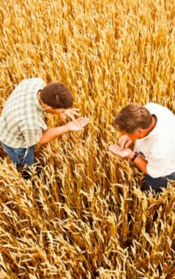 Image of farmers in wheat farm