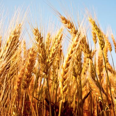 Wheat field close up