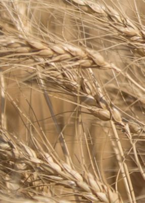 Wheat stalk close-up