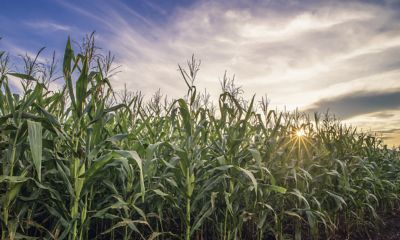 IMG_ZM_maize-east-1_Zambia_new_Pioneer-v1