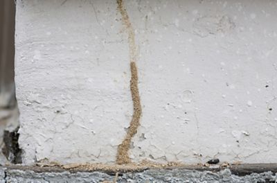 picture of a termite