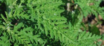Species Specifics: Common and western ragweed