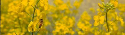 Canola field