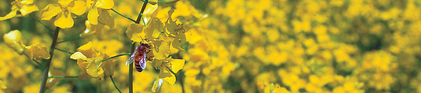 Желтые цветы рапсового растения на поле