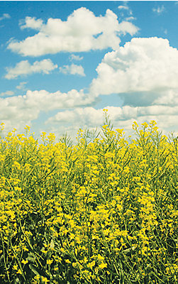 Image of Canola and the sky