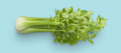 Head of Celery on Blue Background