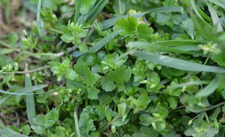 Common chickweed