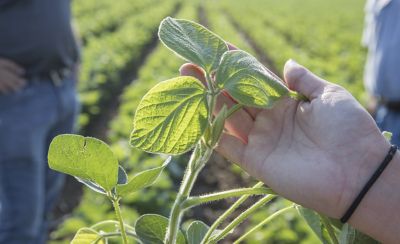 close up hand inspecting soybean plant