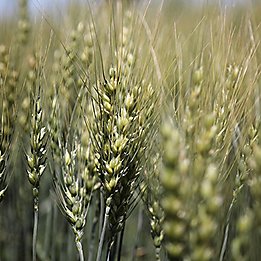 Closeup of mature wheat stalks