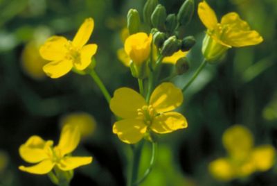 Closeup - canola flowering plant