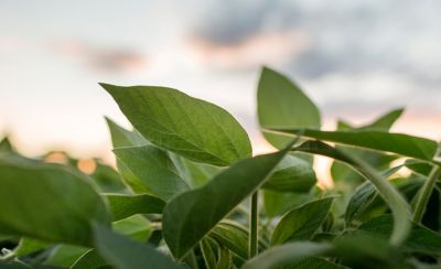 Midseason soybean field