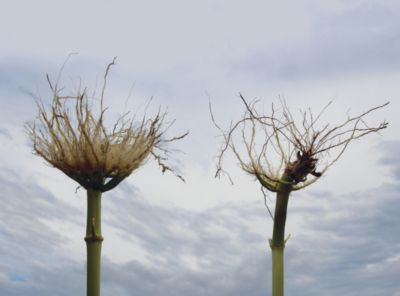 Qrome corn stalk vs. non-bt stalk comparison