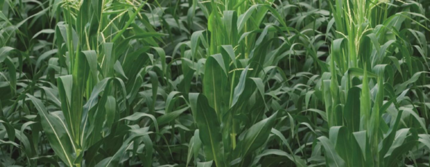 IMG_corn_desktop-Corteva-EU-SI-V1