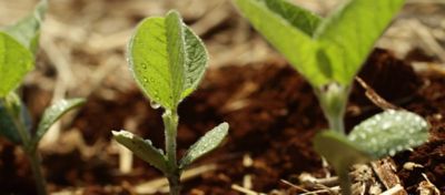 Rendimento de silagem P3016VYHR com fixador foliar de nitrogênio Utrisha-N