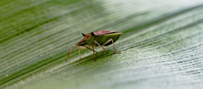Percevejo-barriga-verde no milho