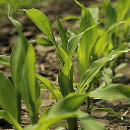 early season corn in field