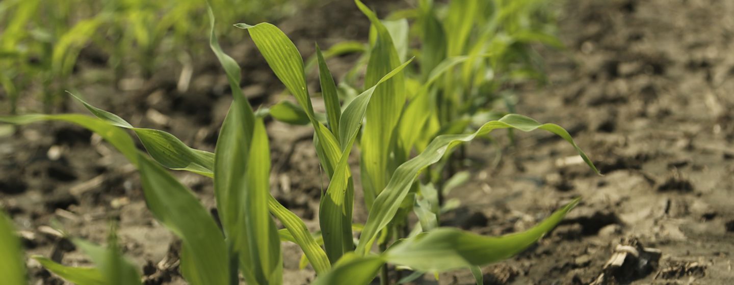 corn early season