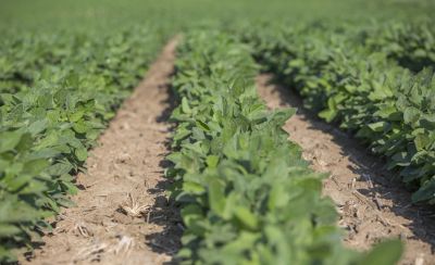 Soybeans early in the season.