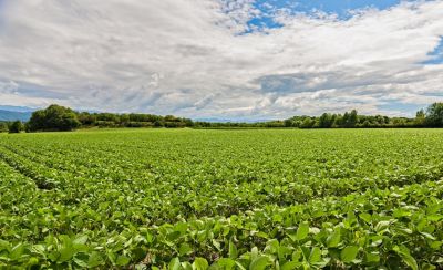 early-season-soybeans-1_beauty_1_64-1