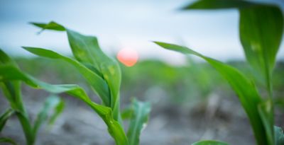 corn emergence