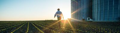 Man walking in emergence corn field