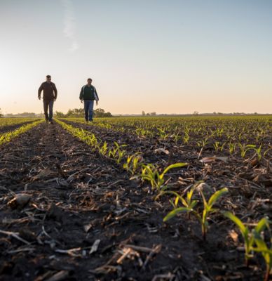 Emergence corn field