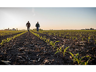emergence corn field