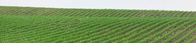 Emergence Corn Field
