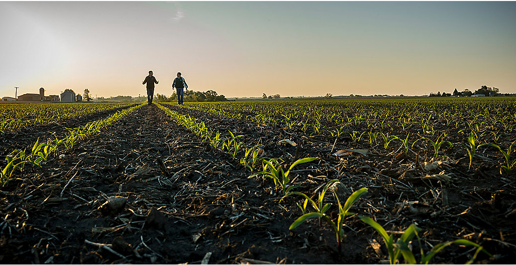 Emergence Corn Field