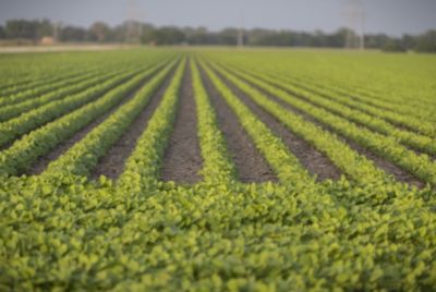 Diverse, Growing Lineup Helps Maximize Productivity