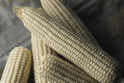 Unrivaled White Corn