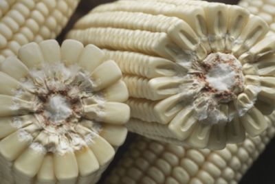 Superior Processing Properties