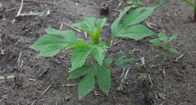 Giant Ragweed