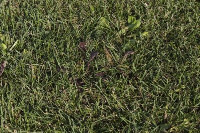 Image of grass and weeds